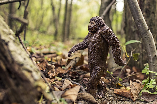 A toy Sasquatch walking in the woods. Sasquatch or Bigfoot is a hairy ape like hominid that many people believe exists in North America. Niche Definition