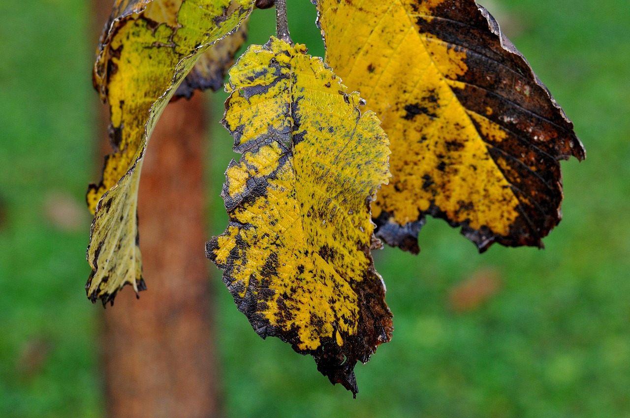 Three elm leaves that are yellow and dying. The elm leaves have holes on the edges. There is a black or dark brown color on the edges as well. Elm Phloem Necrosis