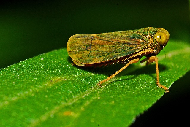 A Leafhopper on a leaf. Leafhoppers are insects that are common pests to plants. Leafhoppers can also spread elm phloem necrosis. Elm Yellows. 
