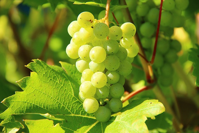 grapes-candidatus-phytoplasma-solani-cure-plant-pathology Candidatus Phytoplasma solani