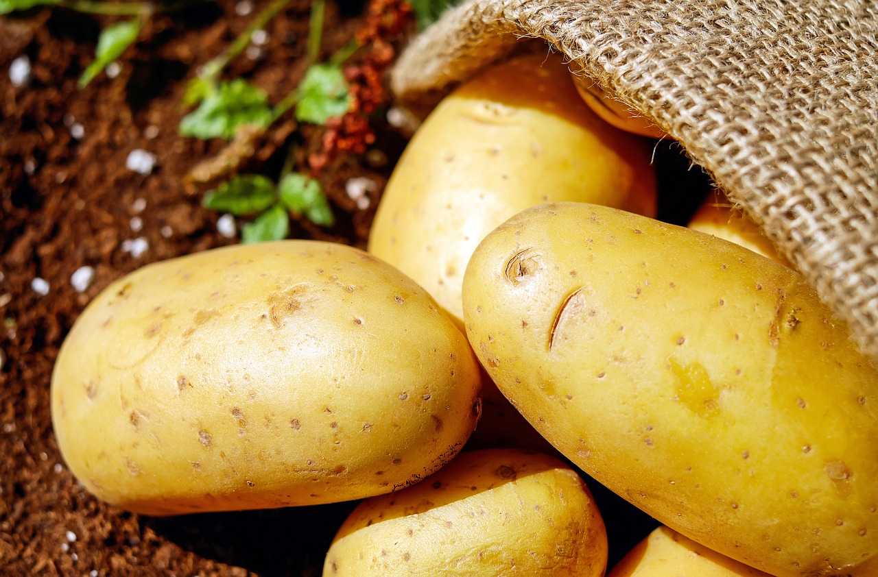 potatoes late blight