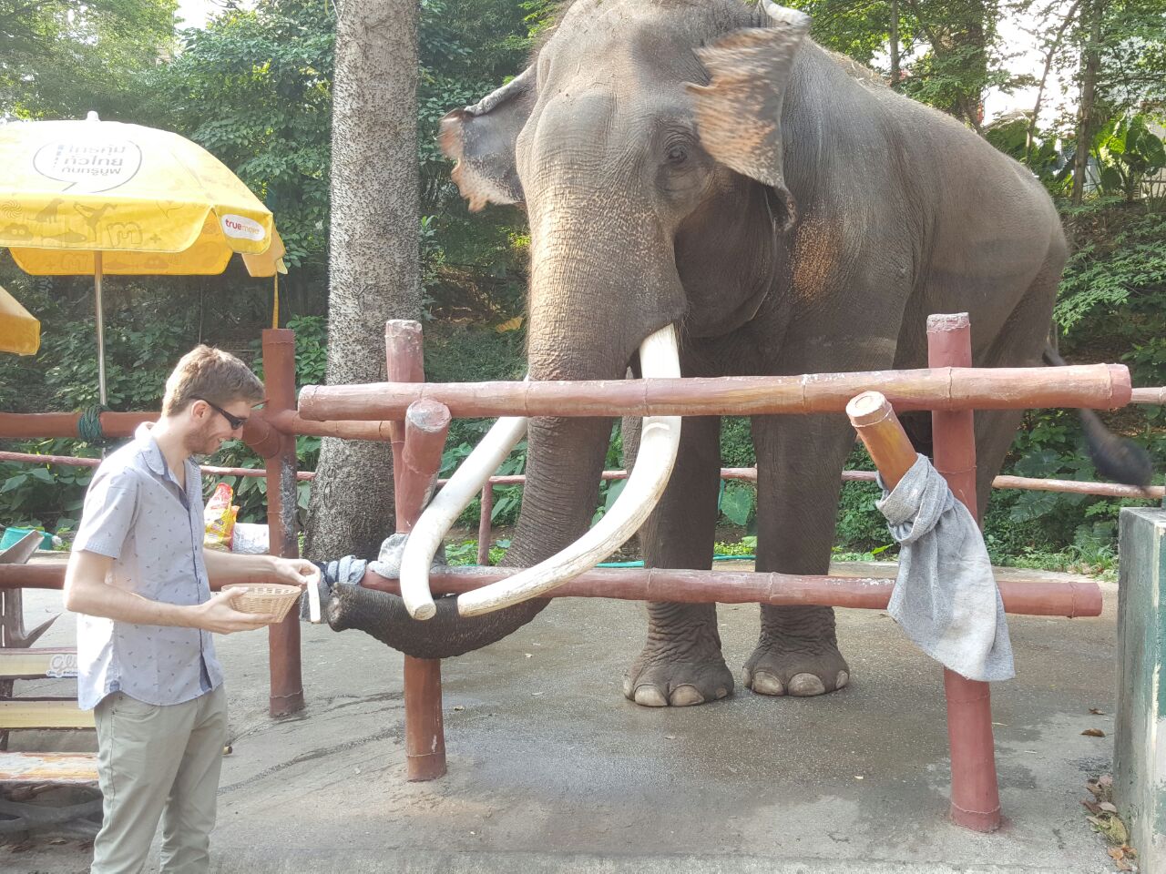 Elliott Killian feeding an elephant at the Chiang Mai Zoo. 