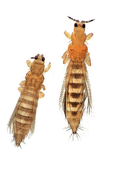 two Thrips insect with white background